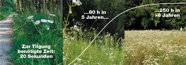 Lässt man Neophyten unkontrolliert wachsen und sich vermehren, nimmt der Bekämpfungsaufwand exorbitant zu. Foto: Kanton Aargau