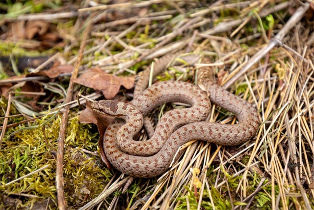 Schlingnatter ist eine der Zielarten bei diesem Projekt. Foto: © Noah Meier, creaNatira GmbH