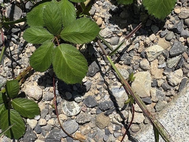 Eine Art mit hohem Risiko im lichtreichen Wald, sowohl auf Natuschutzflächen als auch im übrigen Wald, ist die Armenische Brombeere. Foto: zVg/Kanton Aargau