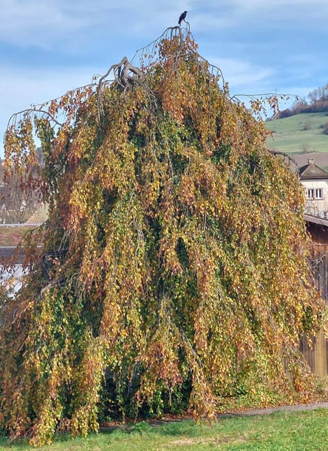 Foto: Olivia Di Marco, Frick