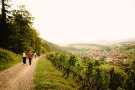 Impression der Weinwanderung 2022 in der Region Böztal. Foto: Johannes Hofmann